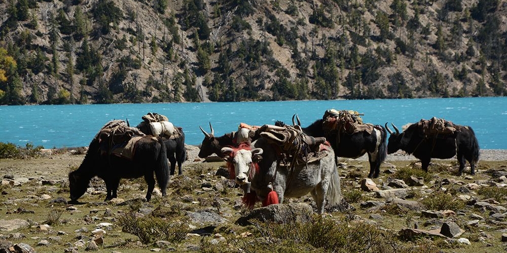 Know about Organized Trekking Know about Organized Trekking