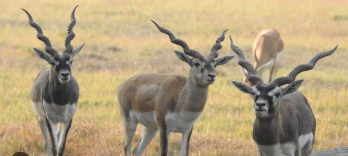 Krishnassar Conservation Area