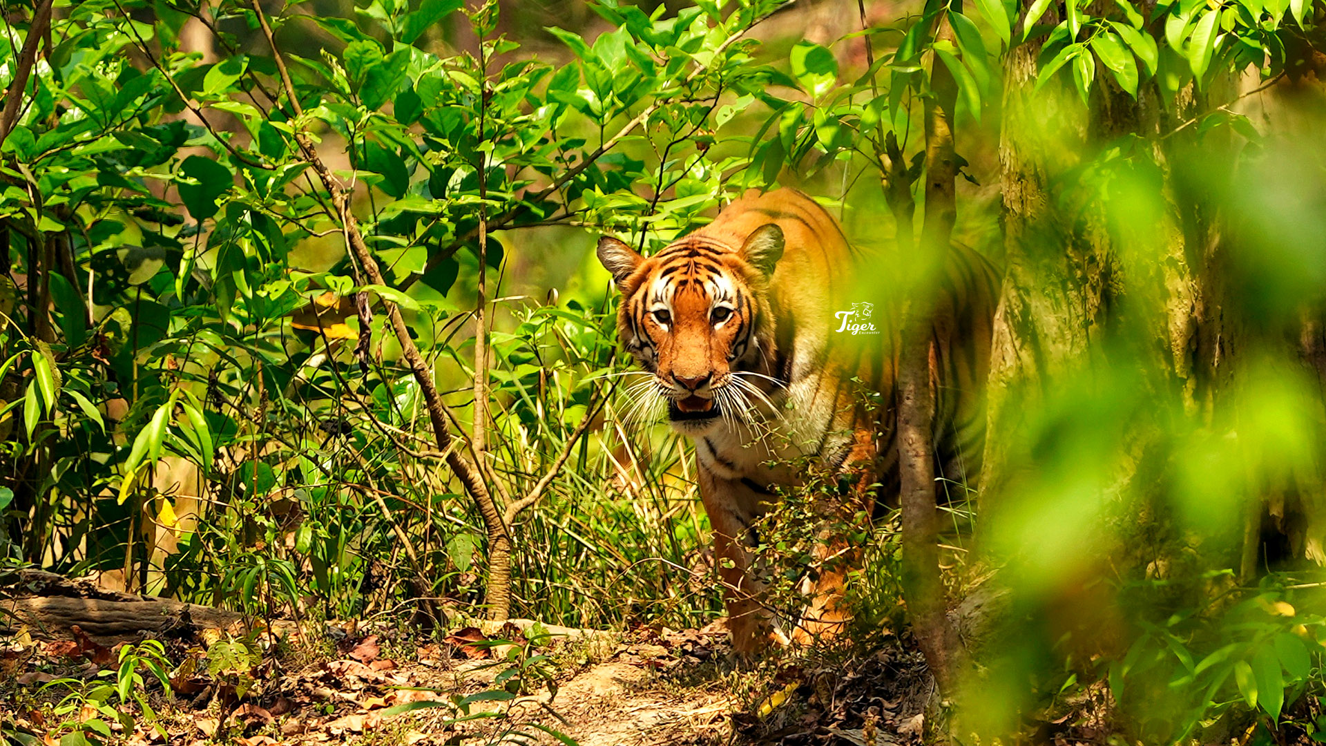 Bardiya National Park Tour