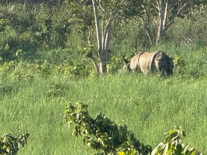 One-horned rhinoceros walking through green grassland in Nepal jungle