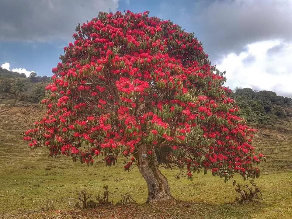 Rhododendron Flowers: Nepal’s Colorful Himalayan Blossoms